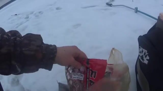 На Онеге мы прикормили лунки и ждали плотву