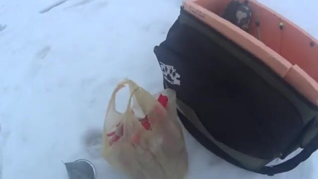 На Онеге мы прикормили лунки и ждали плотву