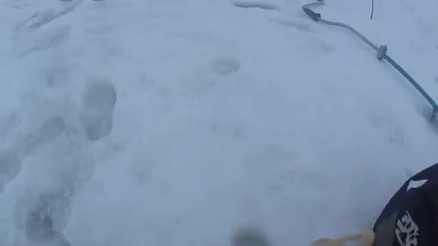 На Онеге мы прикормили лунки и ждали плотву