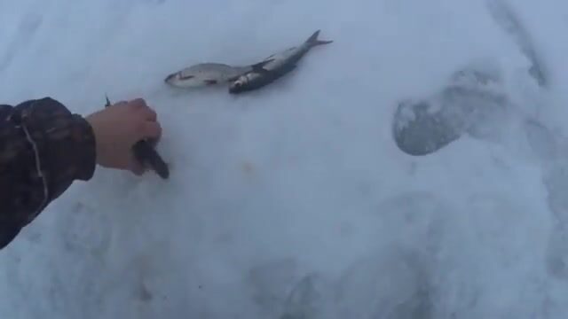 На Онеге мы прикормили лунки и ждали плотву