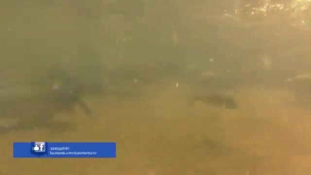 Поймали форель в горной речке Улупинара и отпустили