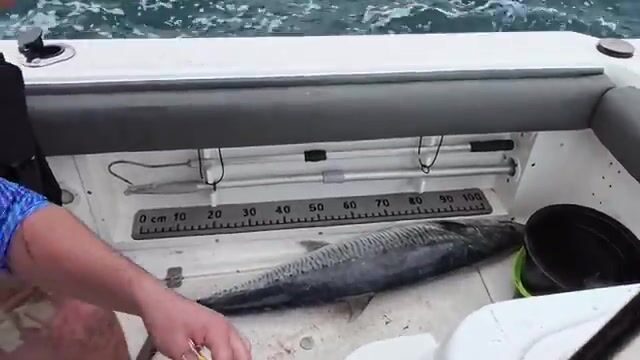 В Ашдоде на живого тарахуна взяла первая пеламида