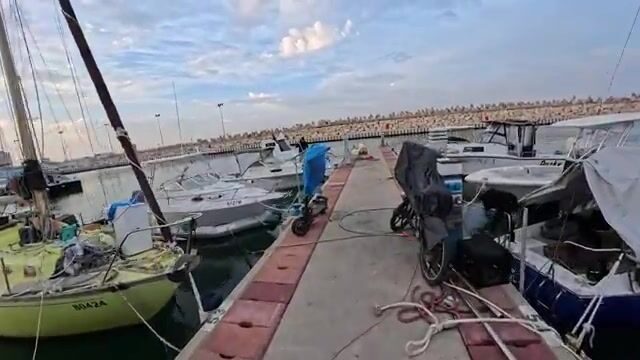 В Ашдоде на живого тарахуна взяла первая пеламида