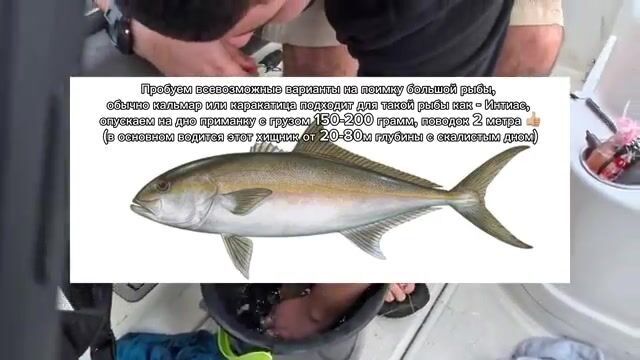 В Ашдоде на живого тарахуна взяла первая пеламида