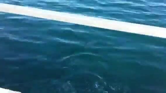 В Ялыкаваке мы подняли иглобрюха и уехали по делам