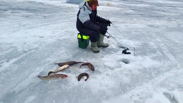 Смена берега на Онеге и вечерний клев налима у Галишей