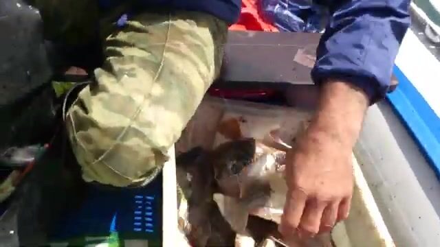 Июньская рыбалка в бухте Шамора у Владивостока
