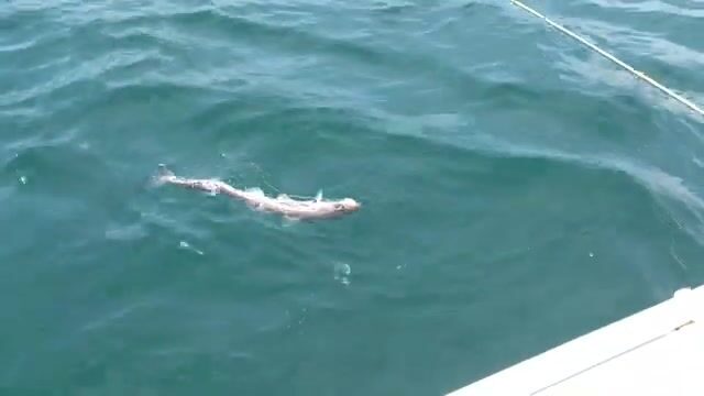 Июньская рыбалка в бухте Шамора у Владивостока