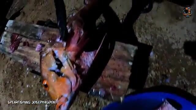 Утренний выстрел по красному люциану у берега Думарана на Палаване