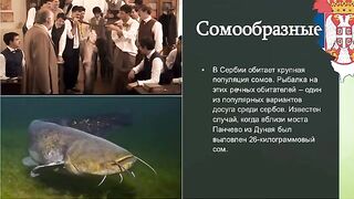 Сербия: разговор о крупном соме и подготовка речного выхода