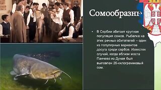 Сербия: разговор о крупном соме и подготовка речного выхода